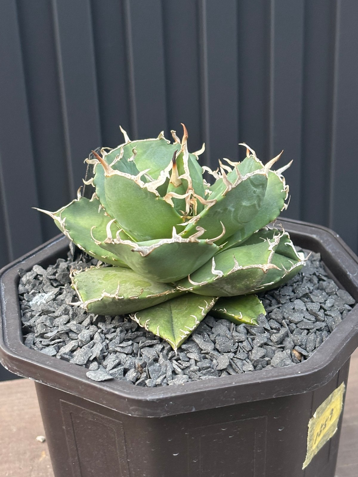 Agave titanota