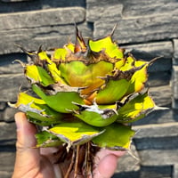 【特別SALE中】 Agave cho産　Agave titanota"Dennis043
