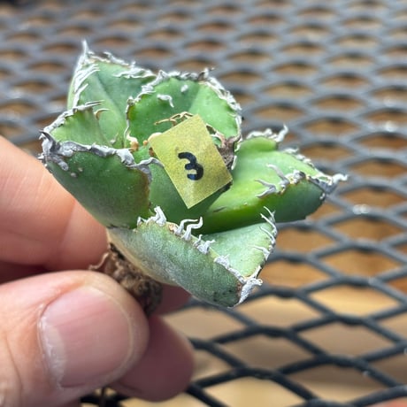 【Berlin産】Agave titanota"麻花龍3
