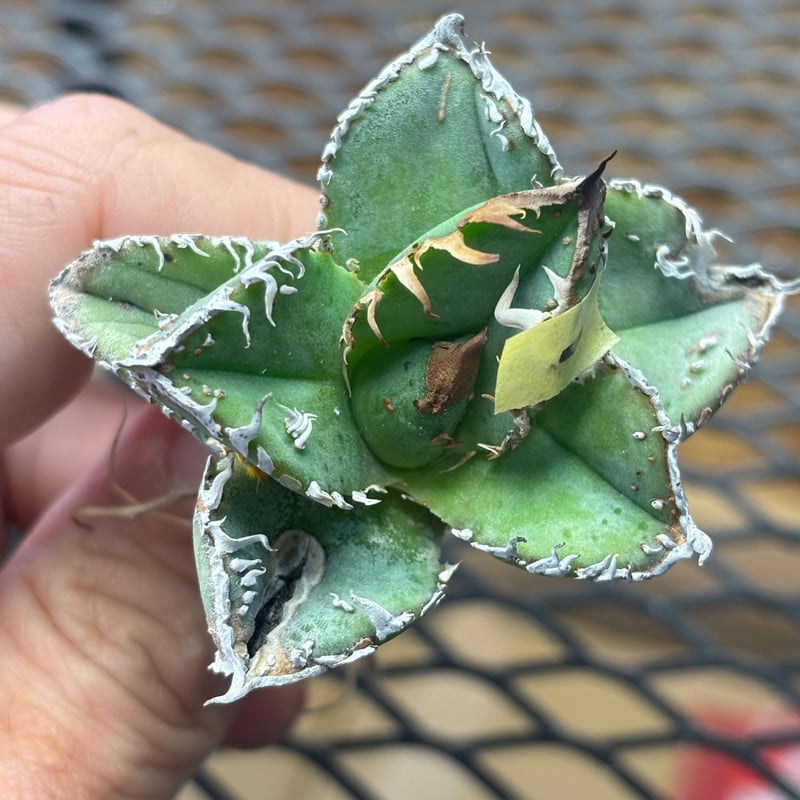 Berlin産】Agave titanota