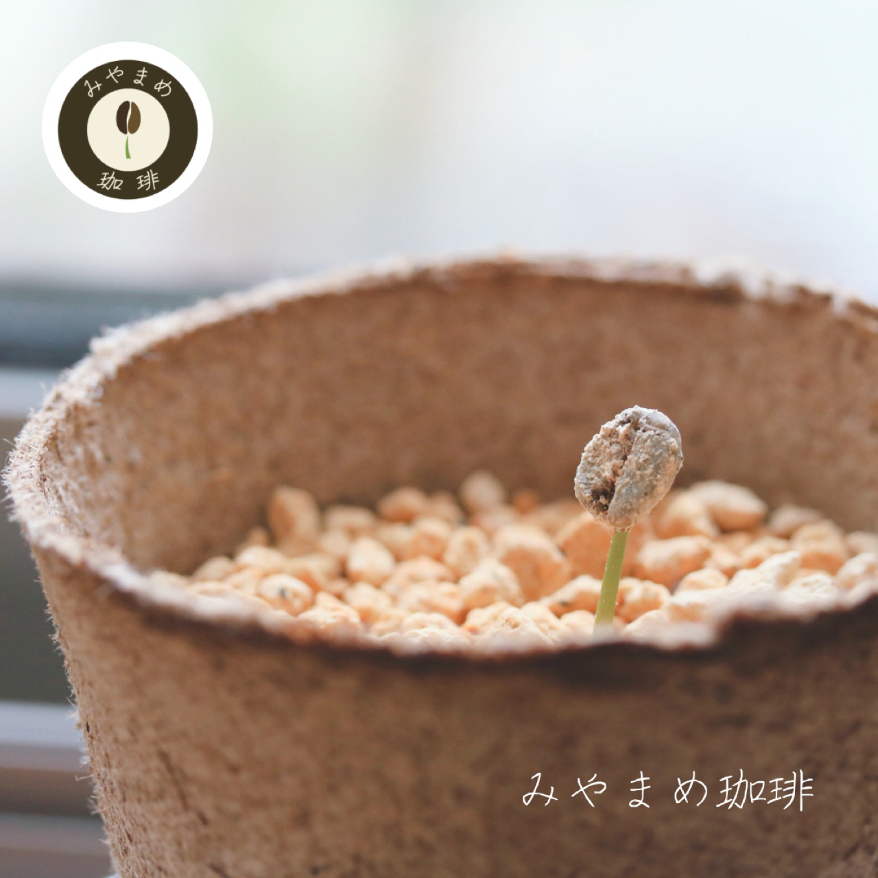 みやまめ珈琲