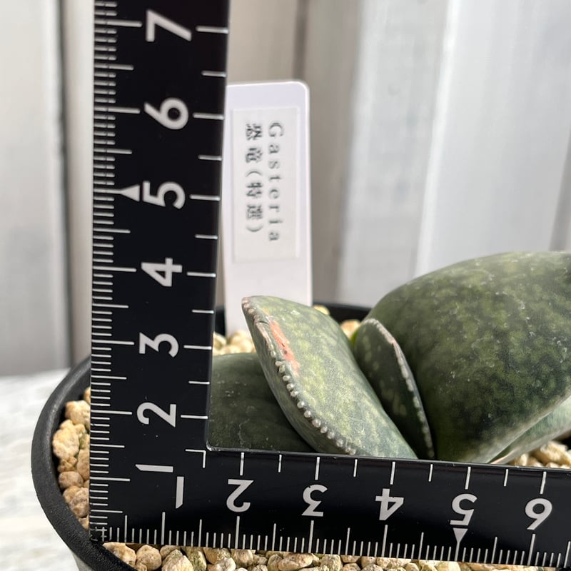 ガステリア 恐竜（特選） | Hanayoshi