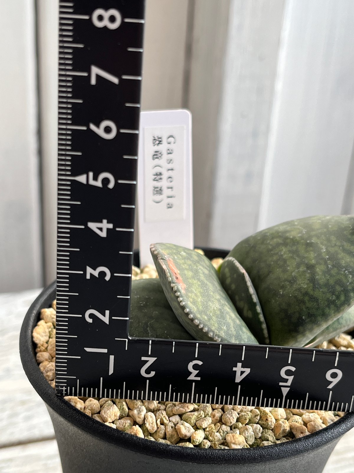 ガステリア 恐竜（特選） | Hanayoshi