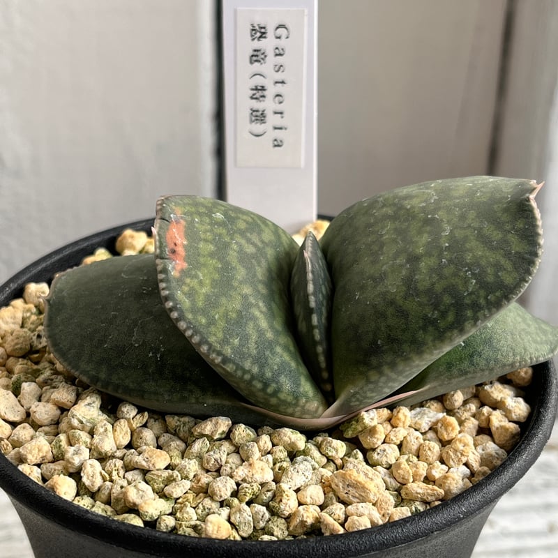 ガステリア　恐竜　特選株のカキ仔 ガステリア 恐竜（特選） | Hanayoshi