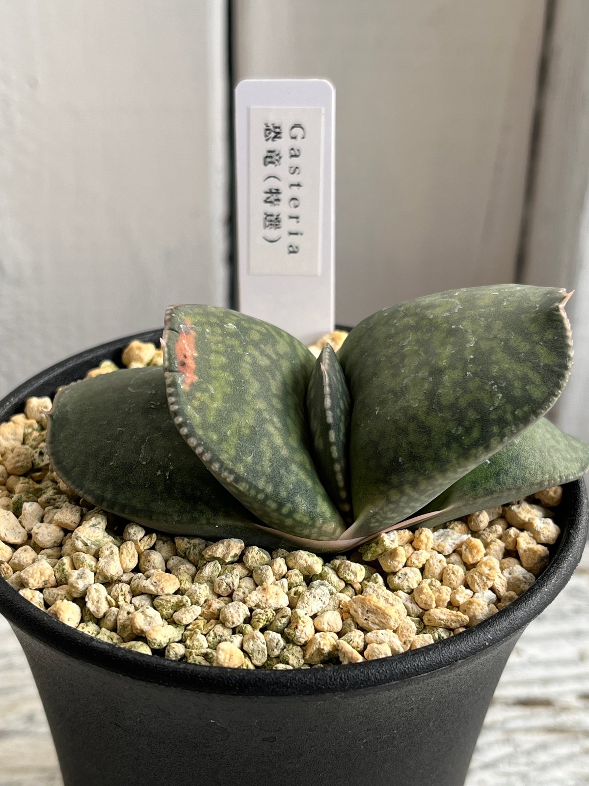 ガステリア 恐竜（特選） | Hanayoshi