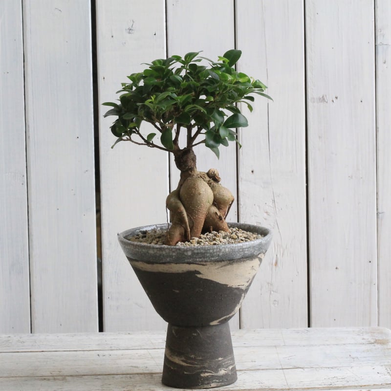 フィッカス ガジュマル 盆栽仕立て Hanayoshi-botanical フィッカス ガジュマル 盆栽仕立て Hanayoshi-botanical