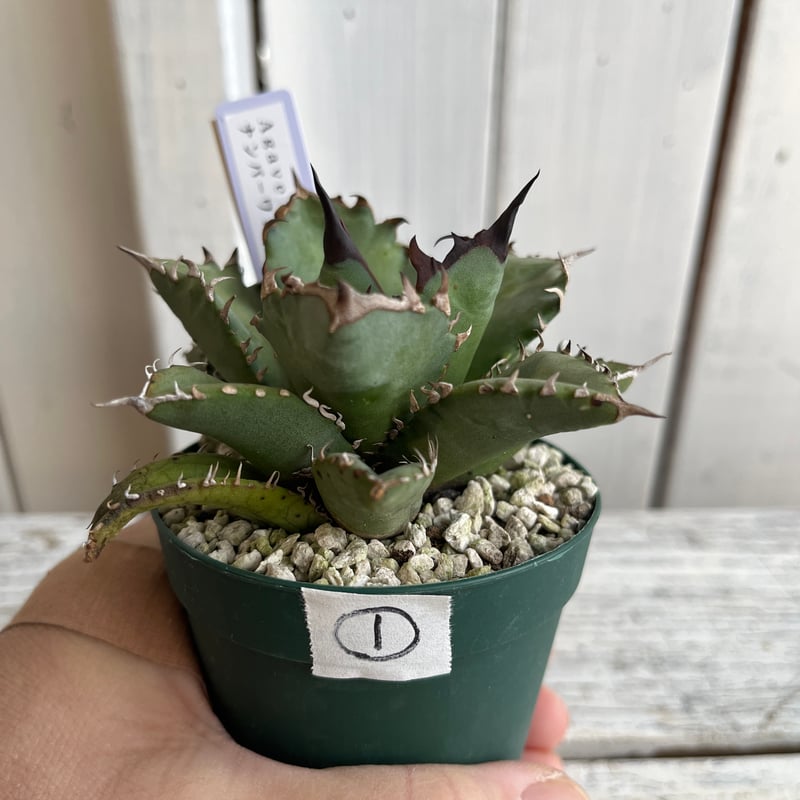 アガベ チタノタナンバーワン① | Hanayoshi