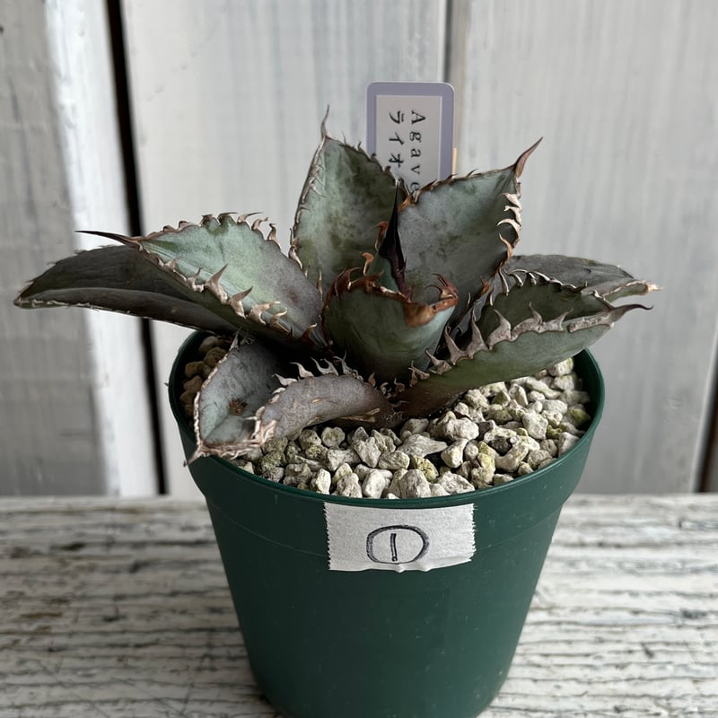 アガベ チタノタライオンズメーン① | Hanayoshi