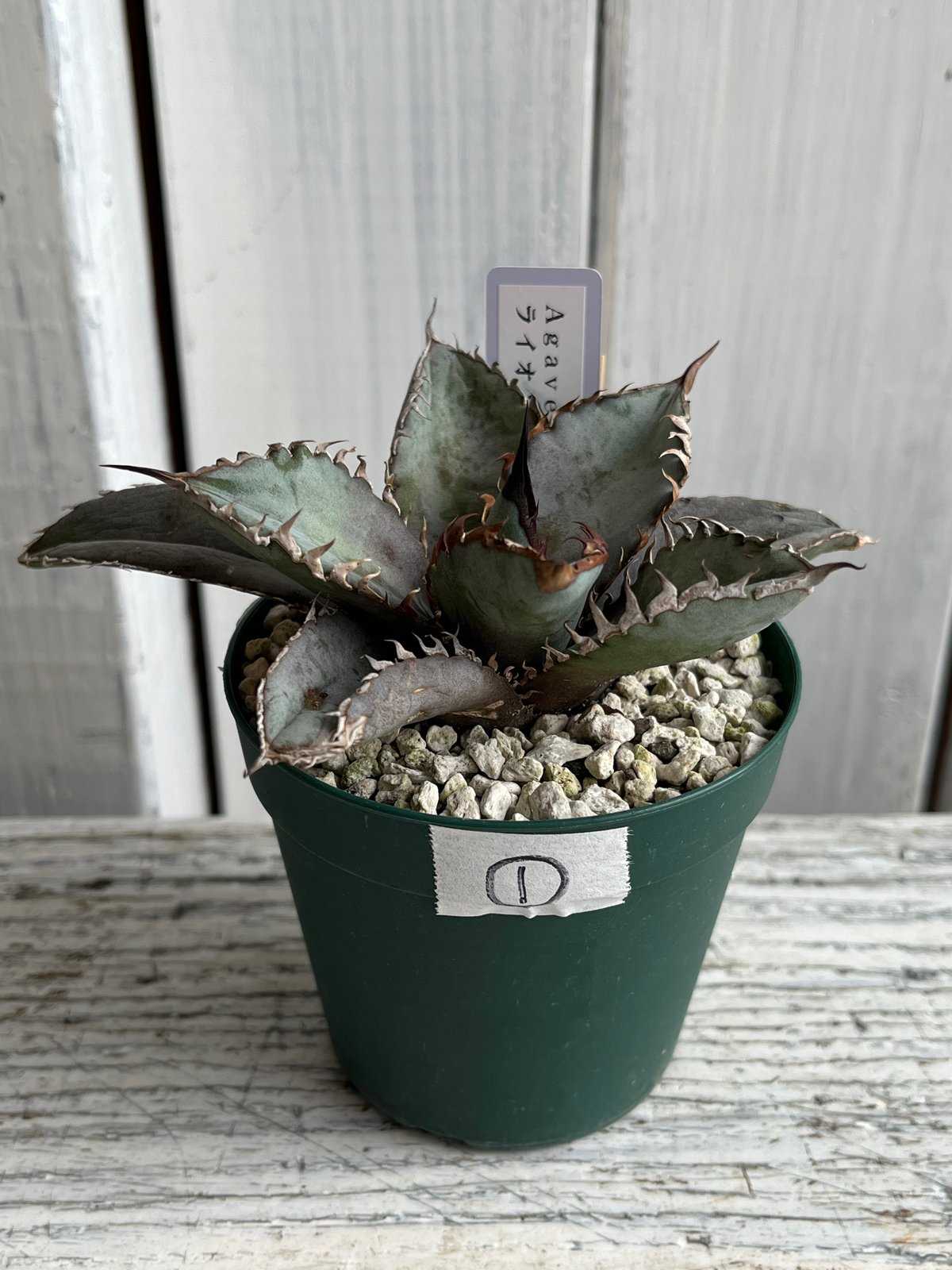 アガベ チタノタライオンズメーン① | Hanayoshi