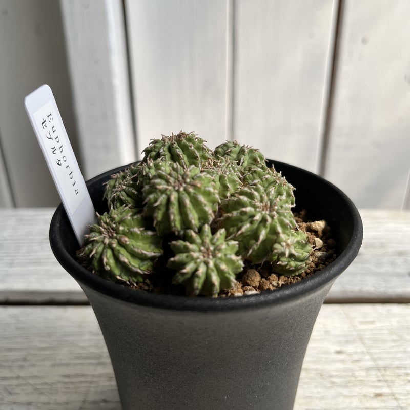 ユーフォルビア　セプルタ　群生　接木　美株 ユーフォルビア セプルタ 群生 接木 美株