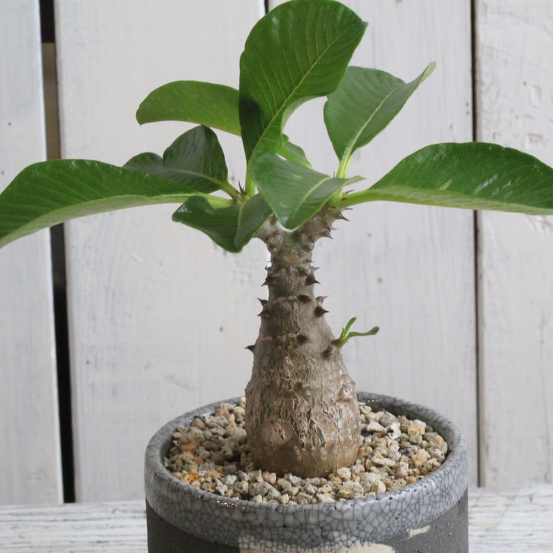 パキポディウム ウィンゾリー実生② Hanayoshi-botanical パキポディウム ウィンゾリー実生② Hanayoshi-botanical