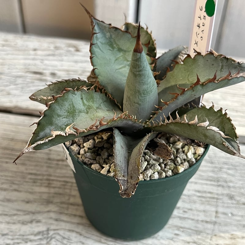 centro アガベ チタノタ ライオンズメーン ライオンズメイン アガベ チタノタ ライオンズメーン メイン Agave titanota