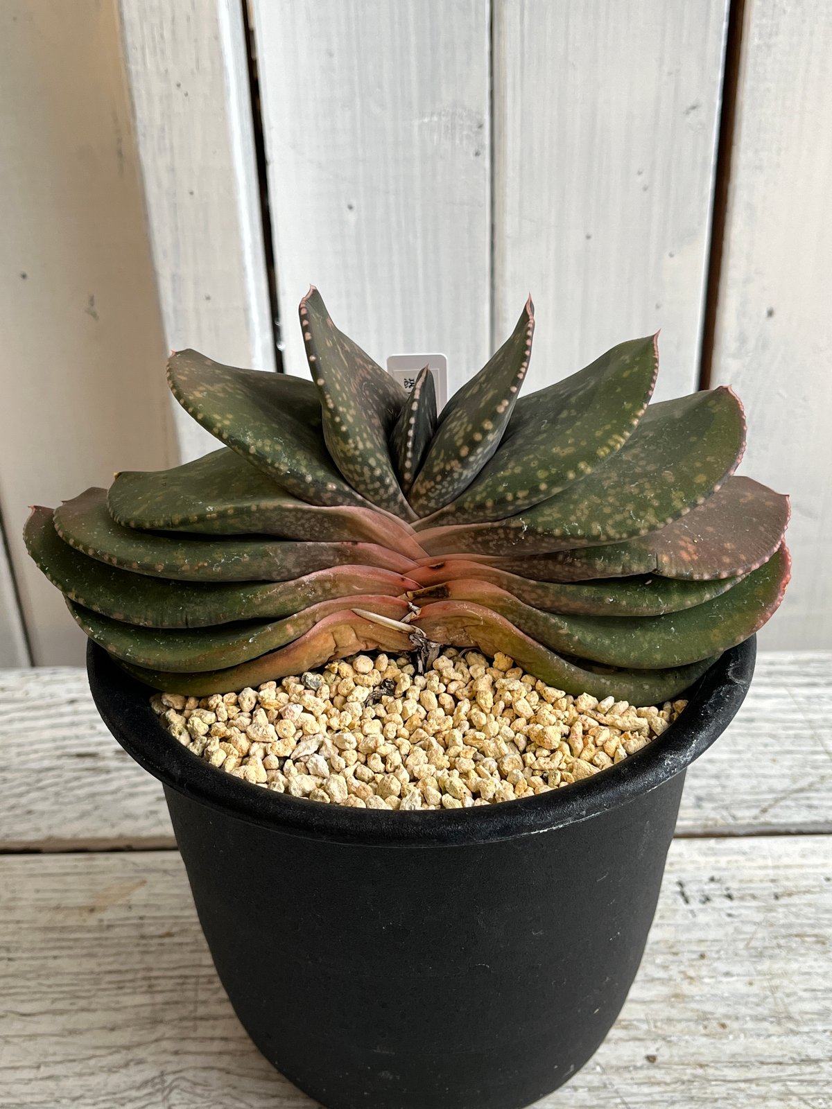 十兵衛×カスティロニアエ 植物 十兵衛×カスティロニアエ 植物 アロエ