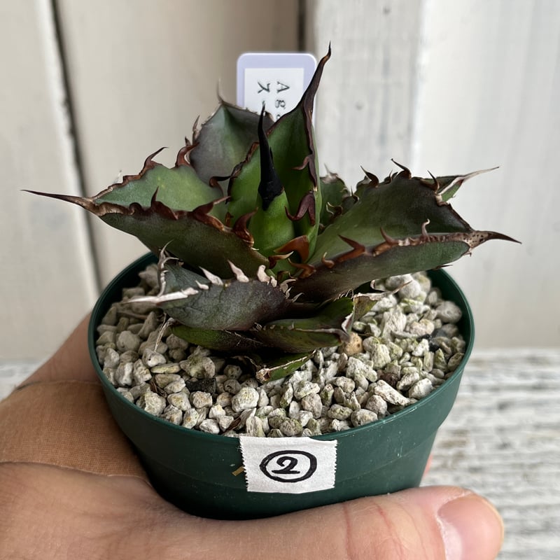 ナツオニイ様専用#27アガベ アテナータ ハンチントンブルー スーパー