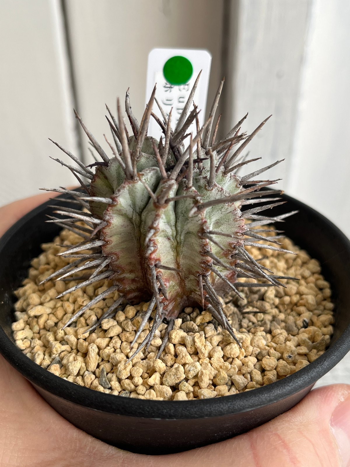 EMPユーフォルビア ホリダ マジョール 実生 / Yu11