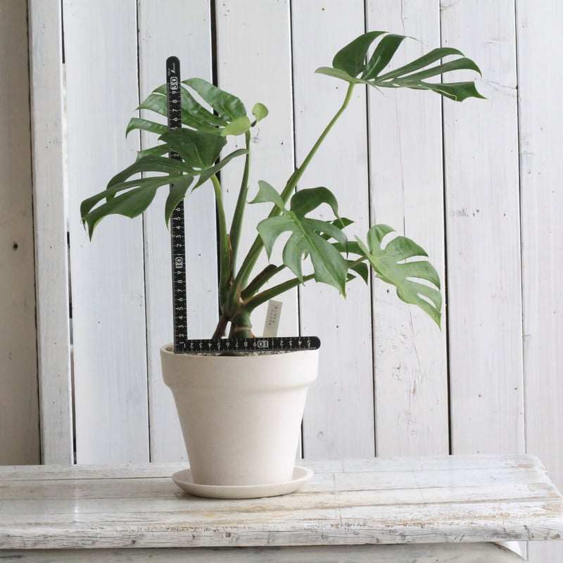 モンステラ　コンパクタ　　よりコンパクトです　個体差 モンステラ コンパクタ | Hanayoshi