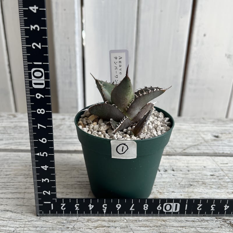 アガベ チタノタナンバーワン錦の青① | Hanayoshi