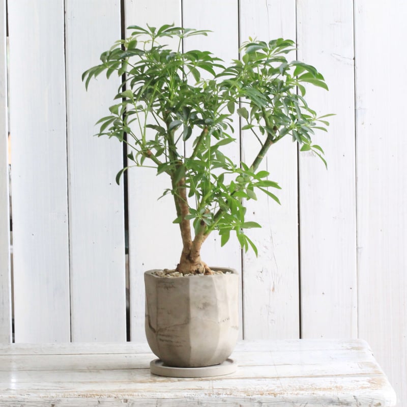 シェフレラ シェフレラ | Hanayoshi