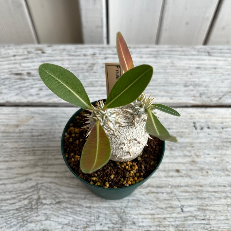 パキポディウム 恵比寿大黒 | Hanayoshi