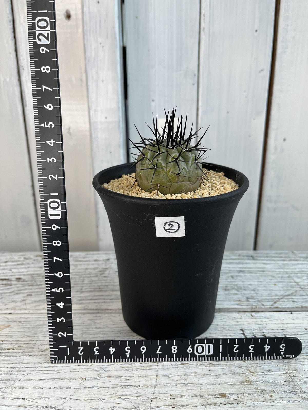 コピアポア シネレア黒王丸② | Hanayoshi