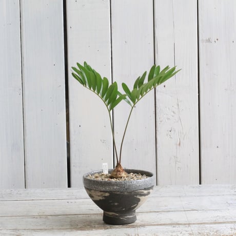 フロリダーナ | STORES