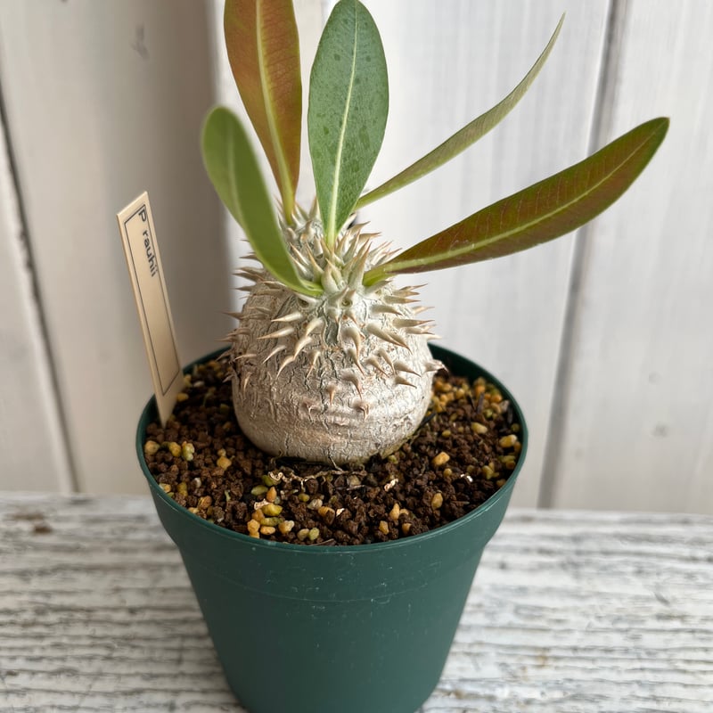 パキポディウム タッキー×恵比寿大黒 ハイブリッド パキポディウム