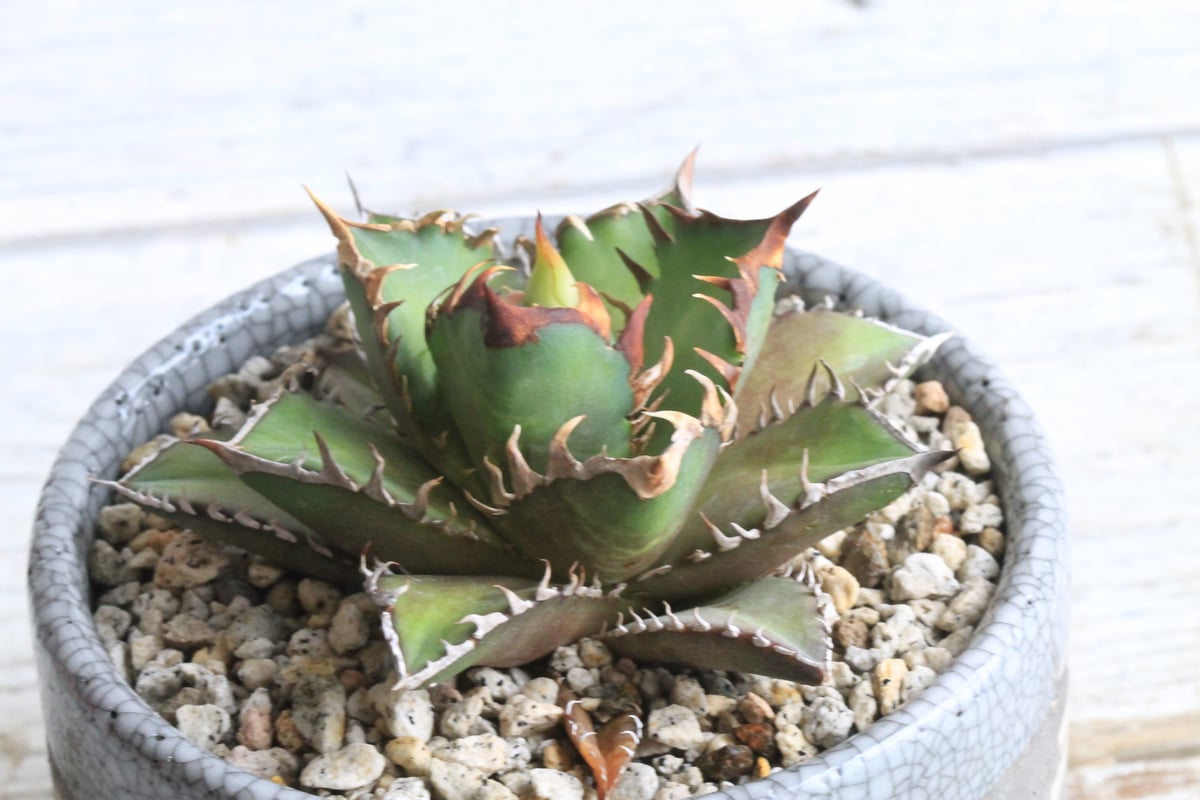 アガベ チタノタ レッドキャットウィーズル⑥ Hanayoshi-botanical