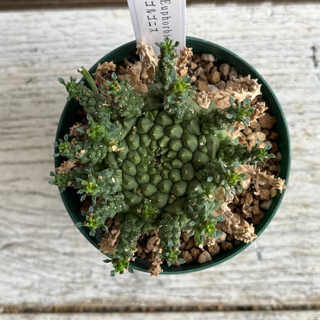 ユーフォルビア ゴルゴニス② Hanayoshi