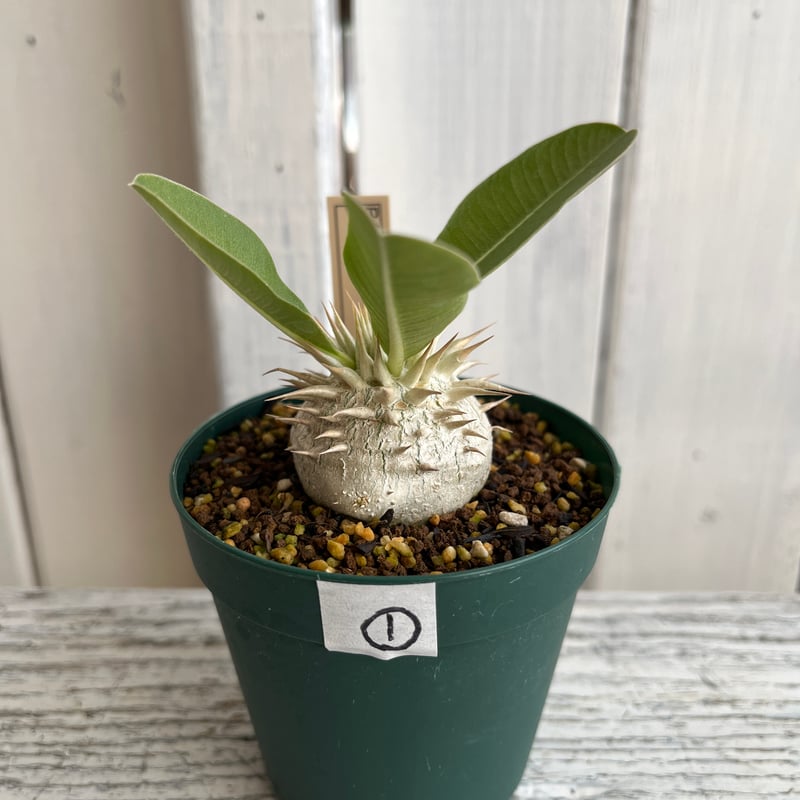 パキポディウム レウコキサンツム① | Hanayoshi