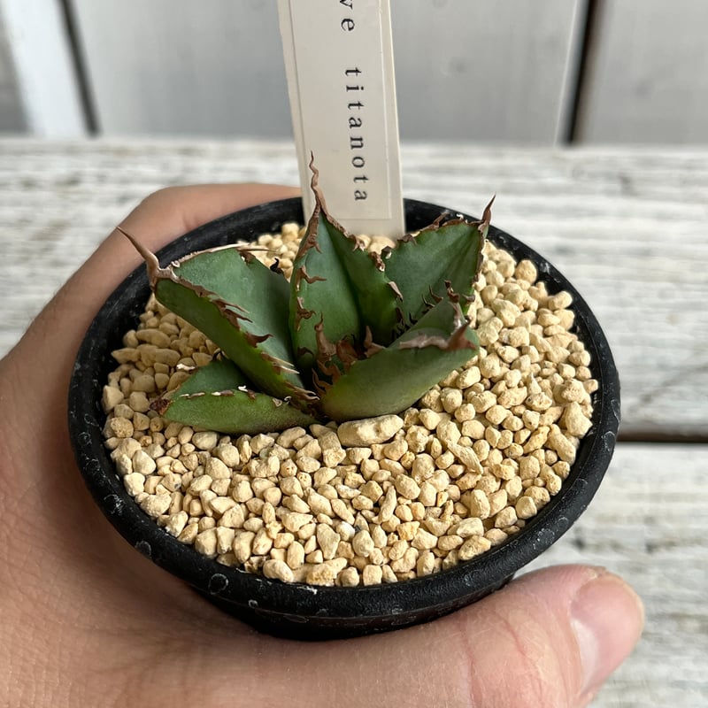 アガベ チタノタ厳流 | Hanayoshi