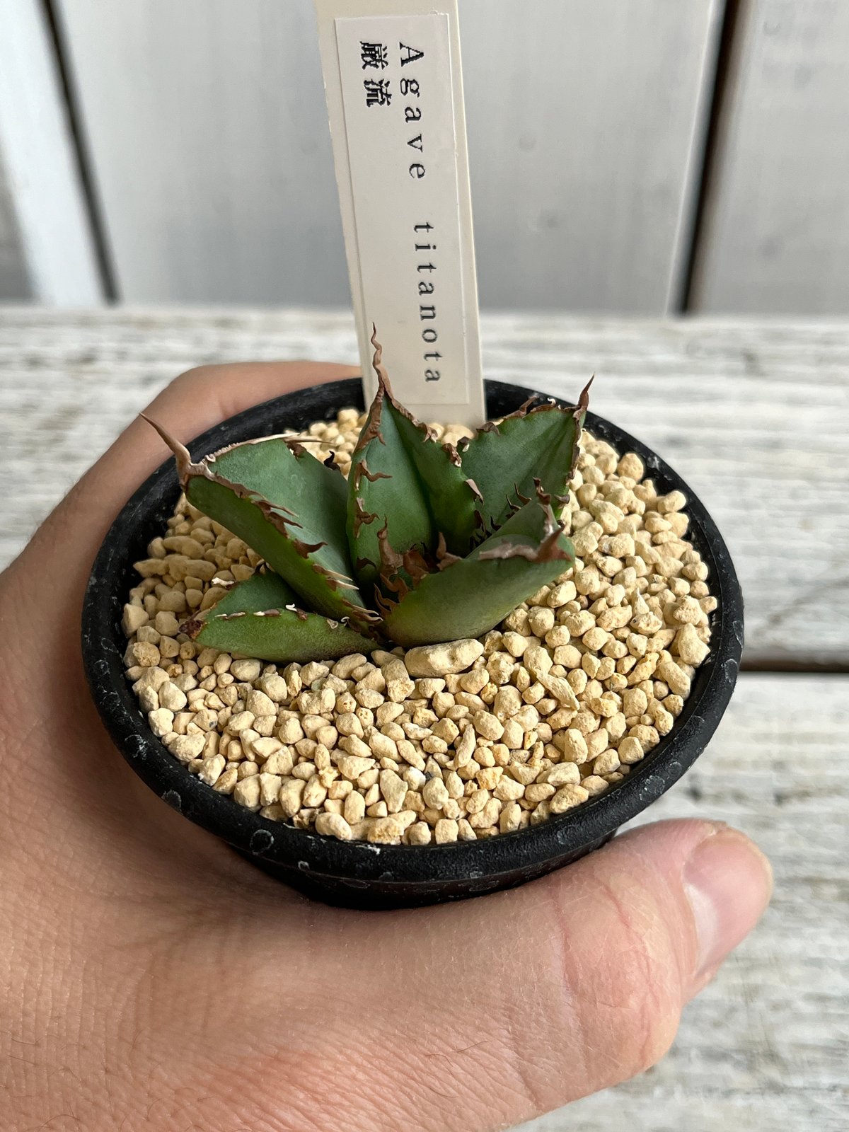 アガベ チタノタ厳流 | Hanayoshi