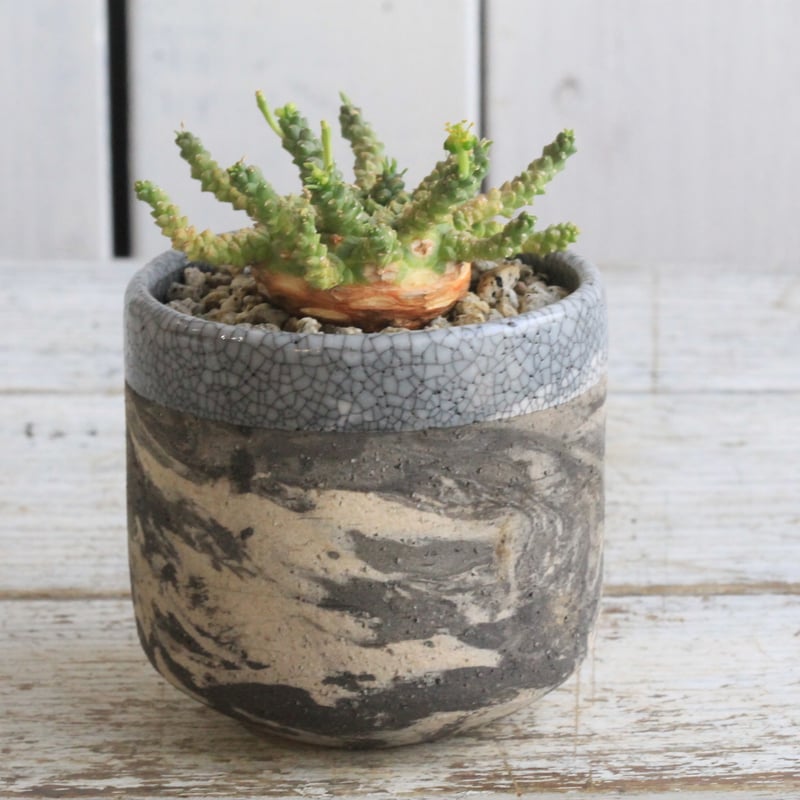 ユーフォルビア ゴルゴニス Hanayoshi-botanicalオリジナルポット | Han