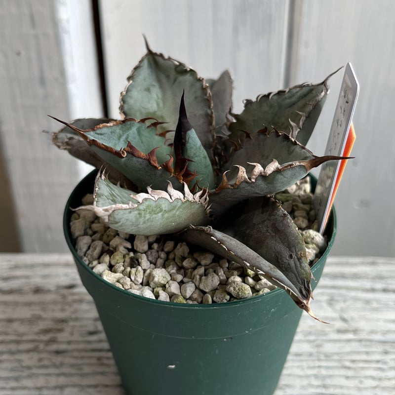 アガベ チタノタライオンズメーン① | Hanayoshi