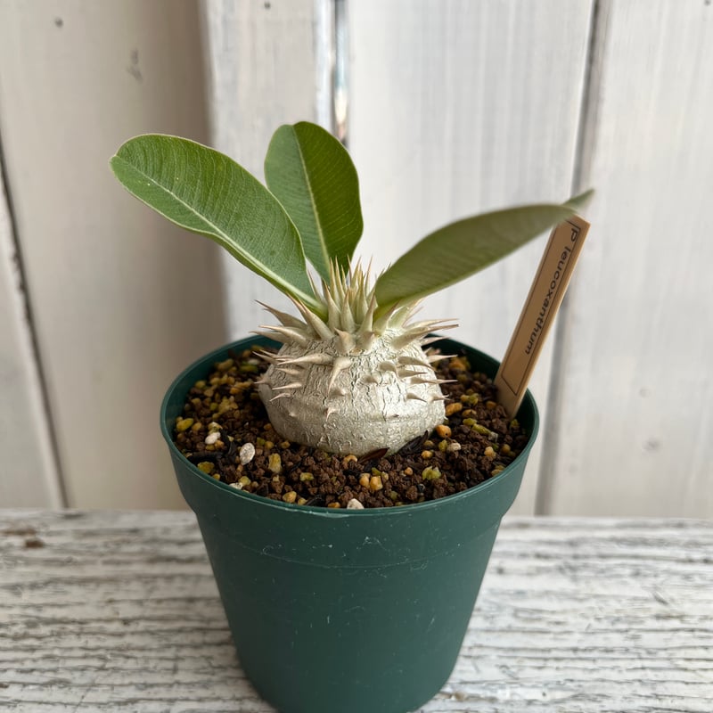 パキポディウム レウコキサンツム① | Hanayoshi