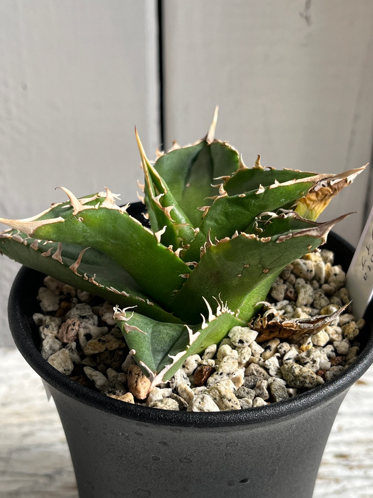 アガベ チタノタFO76スタッズタイプ③ | Hanayoshi