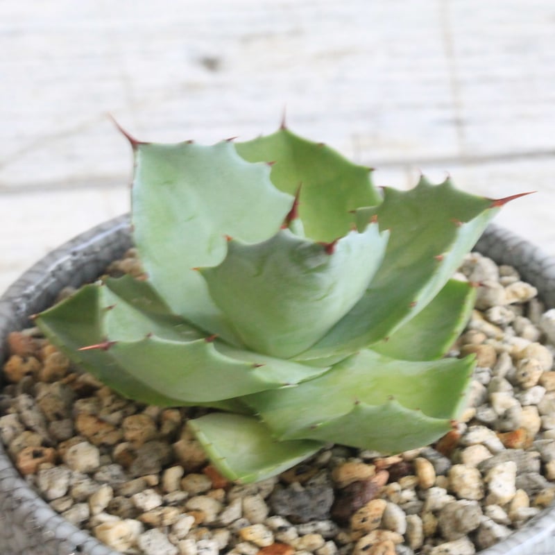 アガベ イシスメンシス グリーンダルマ Hanayoshi-botanicalオリジナル