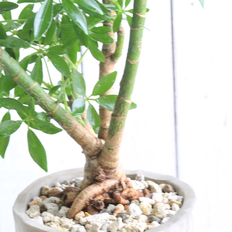 シェフレラ | Hanayoshi