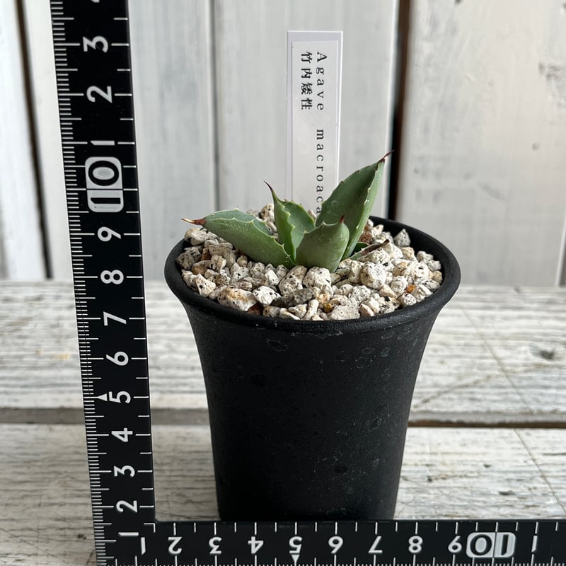 アガベ マクロアカンサ竹内矮性 | Hanayoshi