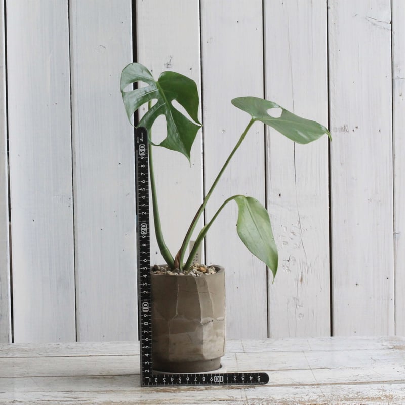 モンステラ コンパクタ | Hanayoshi