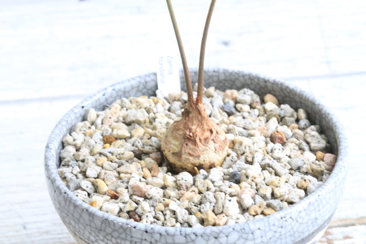 ザミア フロリダーナ ザミア フロリダーナ Hanayoshi-botanical