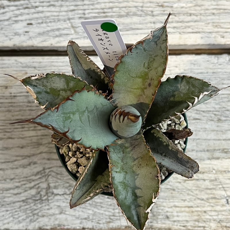 ライオンズメーン アガベチタノタ 胴切り 子株 ライオンズメーン アガベチタノタ 胴切り 子株 アガベ チタノタ