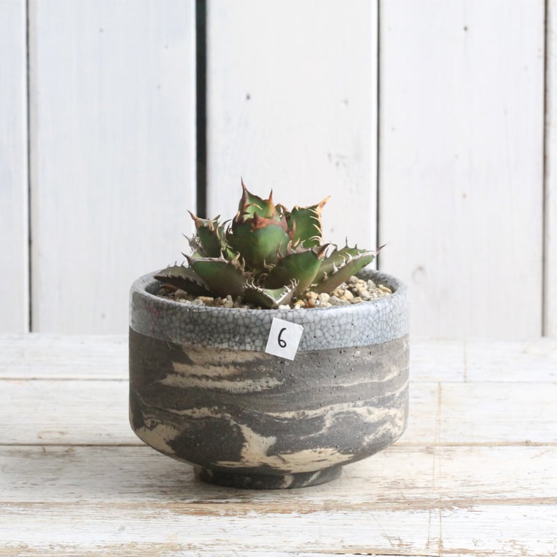 アガベ チタノタ レッドキャットウィーズル⑥ Hanayoshi-botanical