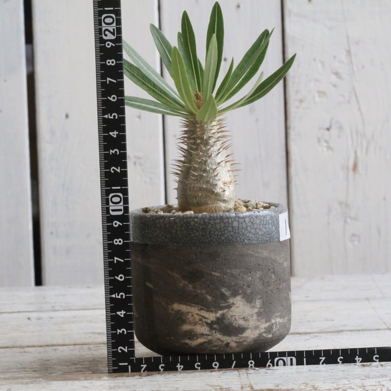 【発根済・超良型】パキポディウム・イノピナツム/鉢ごと発送 発根済・超良型】パキポディウム・イノピナツム/鉢ごと発送