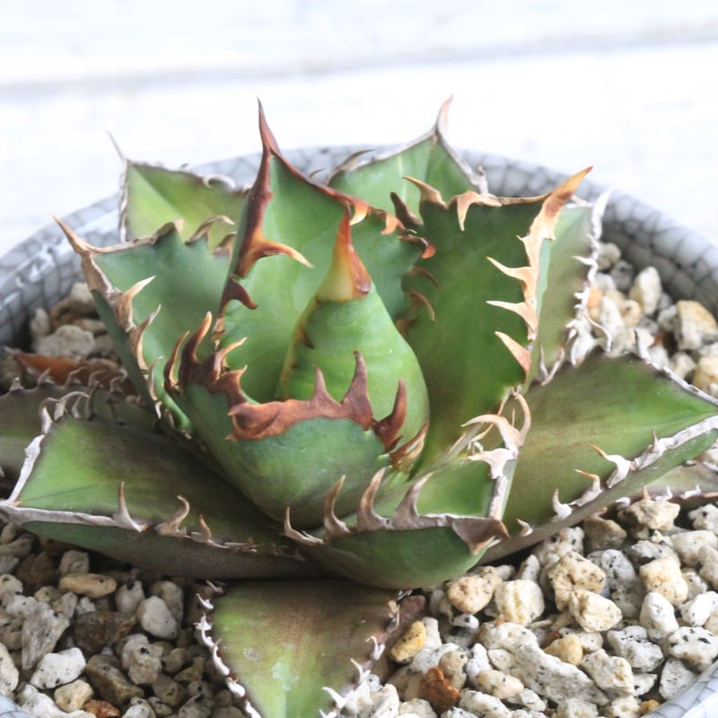 アガベ　チタノタ　ダスティローズ Agave Titanota 