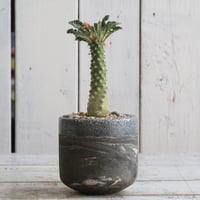 プセウドリトス クビフォルミス Hanayoshi-botanicalオリジナルポット