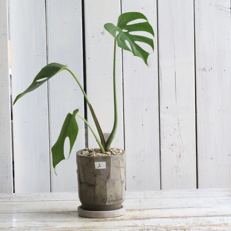 モンステラ　コンパクタ　観葉植物 モンステラ・デリシオーサ・コンパクタ 高品質のモンステラが