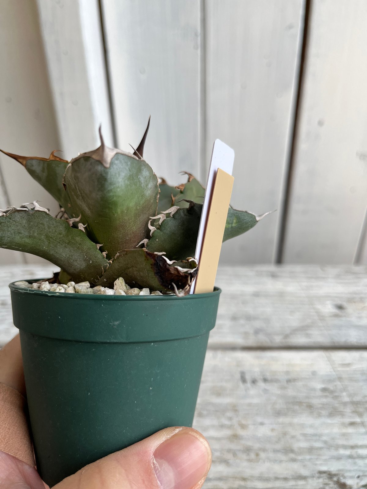 アガベチタノタホワイトアイス カキコ 観葉植物 アガベ