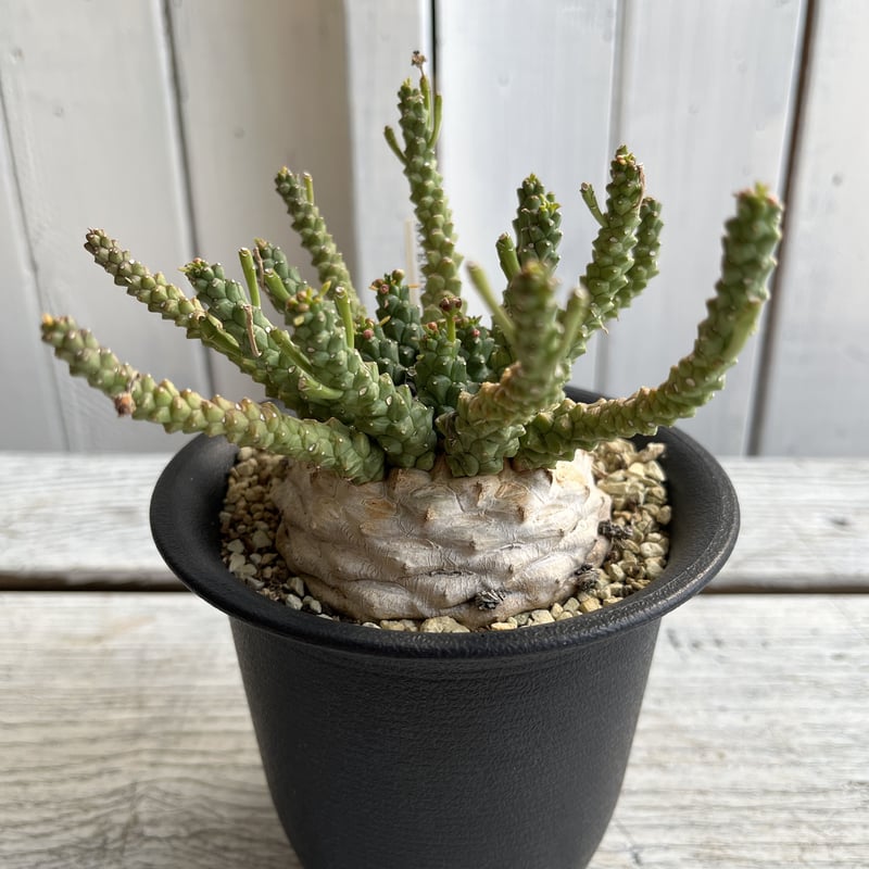 ユーフォルビア ゴルゴニス（金輪際） | Hanayoshi 