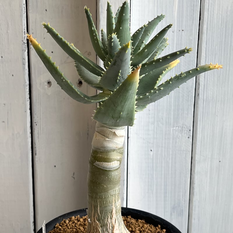 種20粒 アロエ ピランシー 20粒 アロエ・ピランシー Aloe pillansii 種子