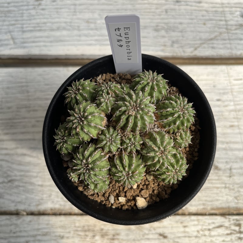 ユーフォルビア セプルタ | Hanayoshi